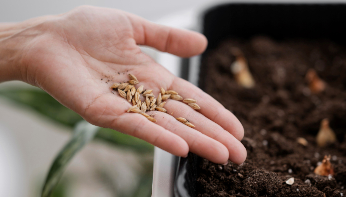 Curso Autoproducción De Semillas